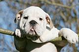 BULLDOG ANGLAIS 087